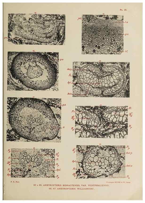 Reproducción/Reproduction 49743003918: Etudes sur la fronde des Zygoptéridées.. Lille,Impr. L. Danel,1909.. 