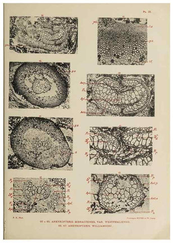 Reproducción/Reproduction 49743003918: Etudes sur la fronde des Zygoptéridées.. Lille,Impr. L. Danel,1909.. 
