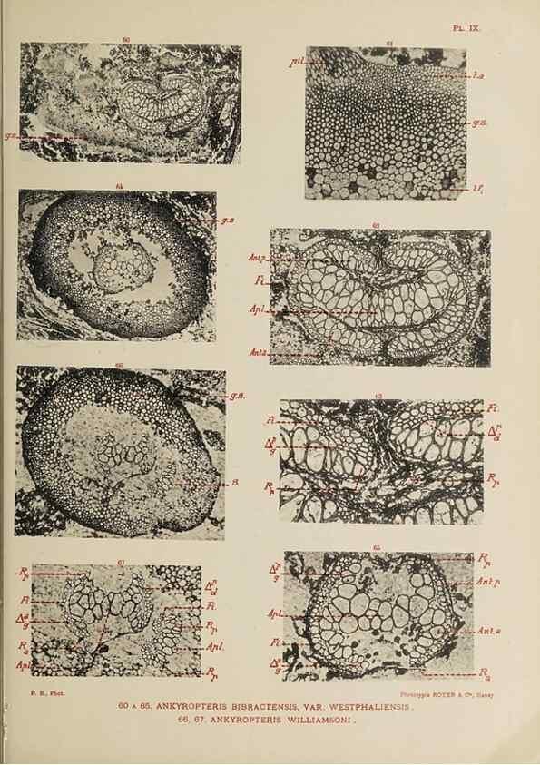 Reproducción/Reproduction 49743003918: Etudes sur la fronde des Zygoptéridées.. Lille,Impr. L. Danel,1909.. 