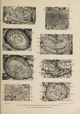 Reproducción/Reproduction 49743003918: Etudes sur la fronde des Zygoptéridées.. Lille,Impr. L. Danel,1909.. 