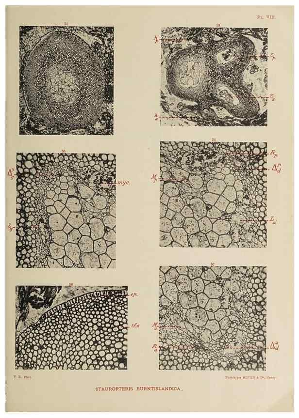 Reproducción/Reproduction 49743551281: Etudes sur la fronde des Zygoptéridées.. Lille,Impr. L. Danel,1909.. 