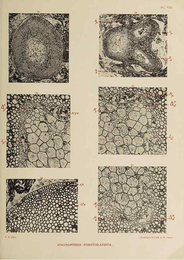 Reproducción/Reproduction 49743551281: Etudes sur la fronde des Zygoptéridées.. Lille,Impr. L. Danel,1909.. 