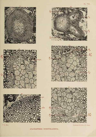 Reproducción/Reproduction 49743551281: Etudes sur la fronde des Zygoptéridées.. Lille,Impr. L. Danel,1909.. 