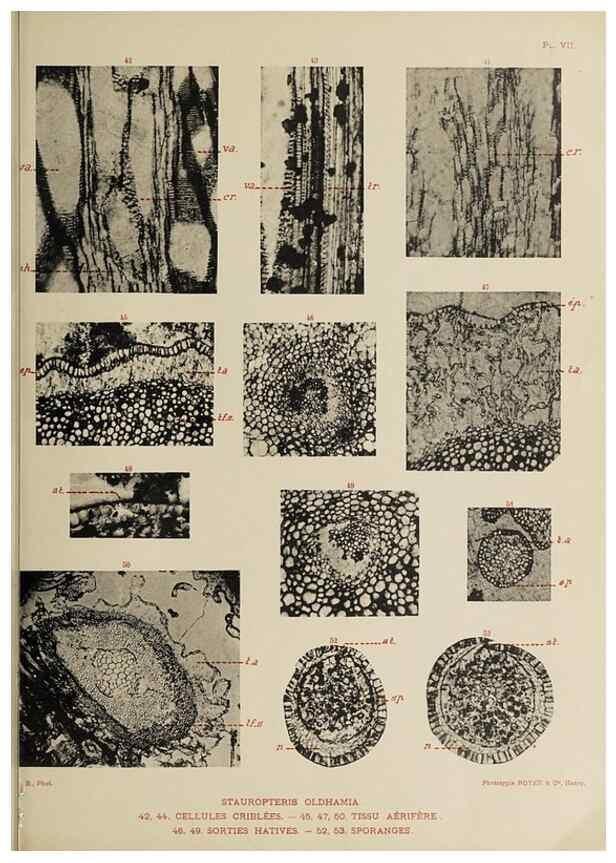 Reproducción/Reproduction 49743873047: Etudes sur la fronde des Zygoptéridées.. Lille,Impr. L. Danel,1909.. 