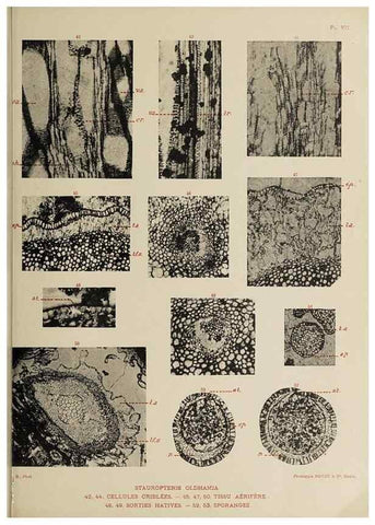 Reproducción/Reproduction 49743873047: Etudes sur la fronde des Zygoptéridées.. Lille,Impr. L. Danel,1909.. 