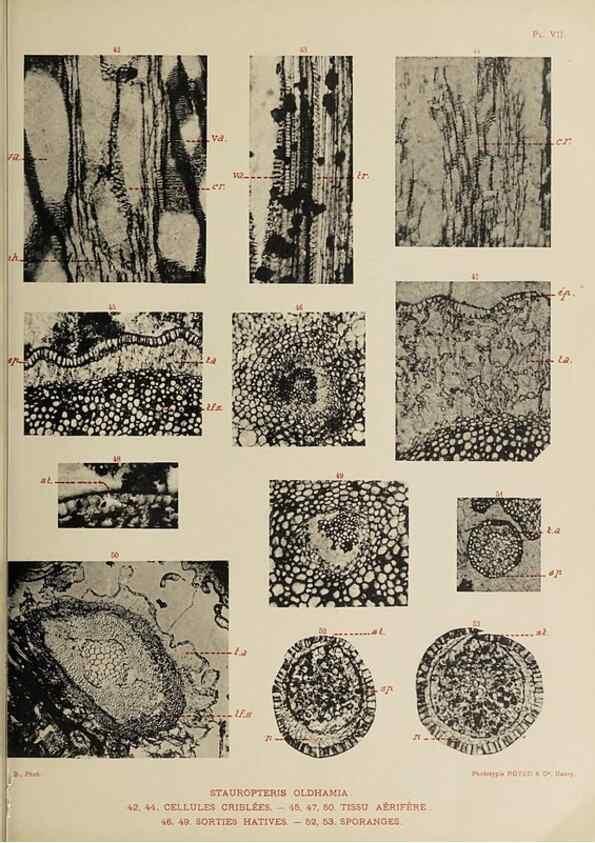 Reproducción/Reproduction 49743873047: Etudes sur la fronde des Zygoptéridées.. Lille,Impr. L. Danel,1909.. 