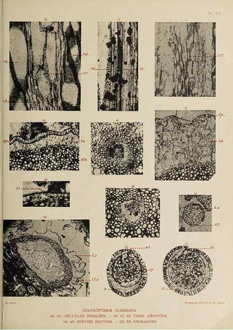 Reproducción/Reproduction 49743873047: Etudes sur la fronde des Zygoptéridées.. Lille,Impr. L. Danel,1909.. 