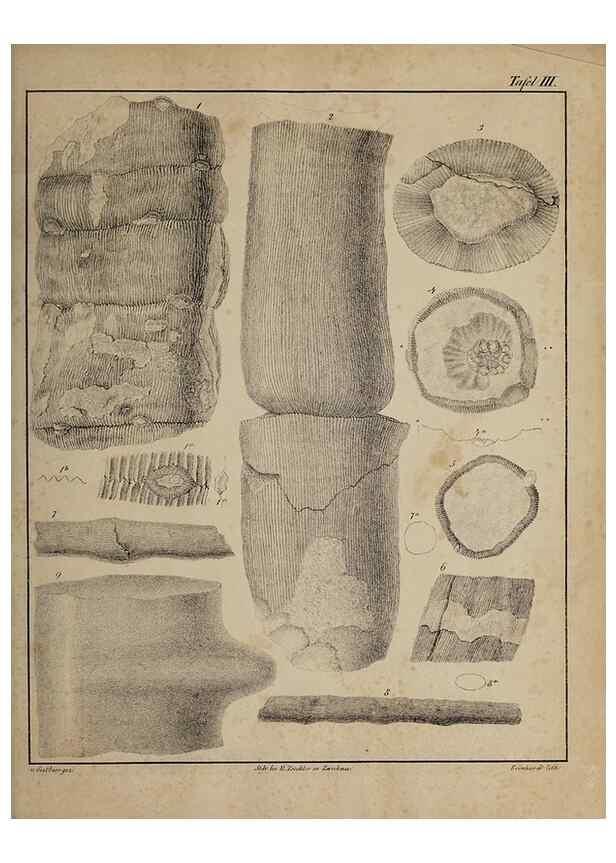 Reproducción/Reproduction 49743669212: Abdrücke und Versteinerungen des Zwickauer Schwarzkohlengebirges und seiner Umgebungen,. Zwickau,G. Richter'schen Buchhandlung,1835.. 