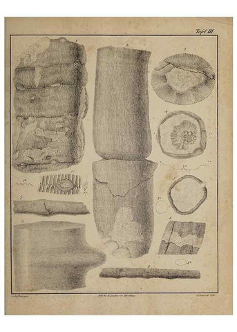 Reproducción/Reproduction 49743669212: Abdrücke und Versteinerungen des Zwickauer Schwarzkohlengebirges und seiner Umgebungen,. Zwickau,G. Richter'schen Buchhandlung,1835.. 