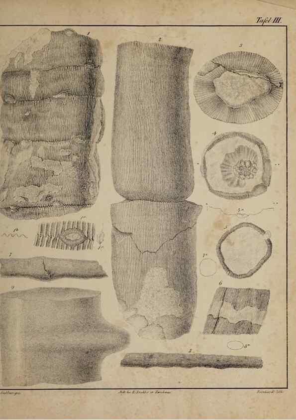 Reproducción/Reproduction 49743669212: Abdrücke und Versteinerungen des Zwickauer Schwarzkohlengebirges und seiner Umgebungen,. Zwickau,G. Richter'schen Buchhandlung,1835.. 