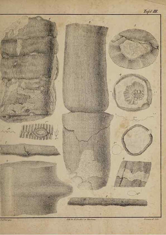 Reproducción/Reproduction 49743669212: Abdrücke und Versteinerungen des Zwickauer Schwarzkohlengebirges und seiner Umgebungen,. Zwickau,G. Richter'schen Buchhandlung,1835.. 