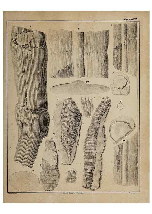 Reproducción/Reproduction 49743348976: Abdrücke und Versteinerungen des Zwickauer Schwarzkohlengebirges und seiner Umgebungen,. Zwickau,G. Richter'schen Buchhandlung,1835.. 