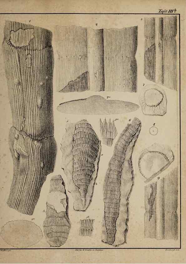 Reproducción/Reproduction 49743348976: Abdrücke und Versteinerungen des Zwickauer Schwarzkohlengebirges und seiner Umgebungen,. Zwickau,G. Richter'schen Buchhandlung,1835.. 