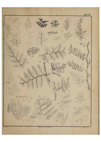Reproducción/Reproduction 49742799948: Abdrücke und Versteinerungen des Zwickauer Schwarzkohlengebirges und seiner Umgebungen,. Zwickau,G. Richter'schen Buchhandlung,1835.. 