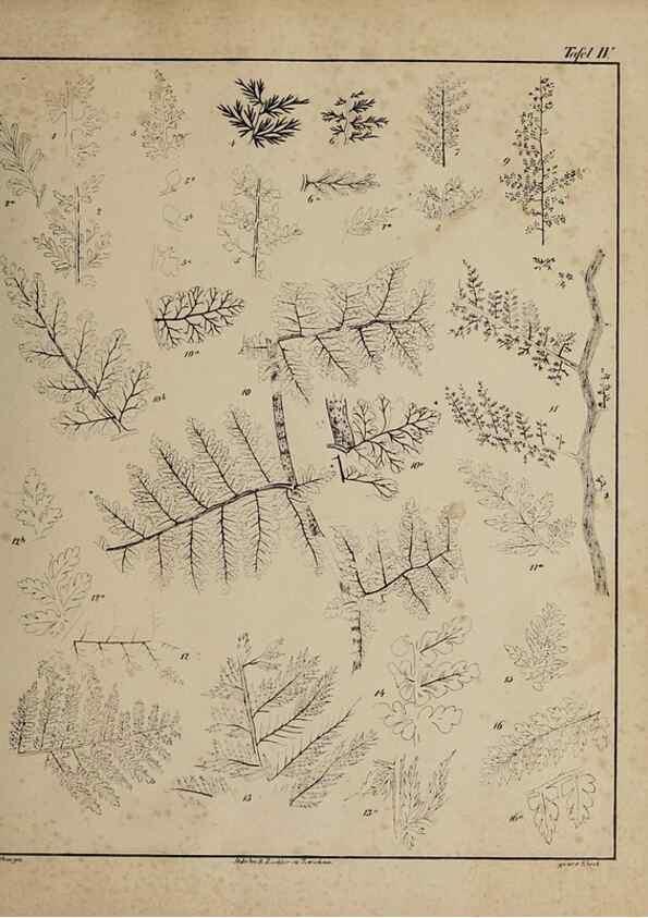 Reproducción/Reproduction 49742799948: Abdrücke und Versteinerungen des Zwickauer Schwarzkohlengebirges und seiner Umgebungen,. Zwickau,G. Richter'schen Buchhandlung,1835.. 