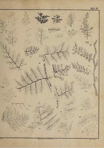 Reproducción/Reproduction 49742799948: Abdrücke und Versteinerungen des Zwickauer Schwarzkohlengebirges und seiner Umgebungen,. Zwickau,G. Richter'schen Buchhandlung,1835.. 