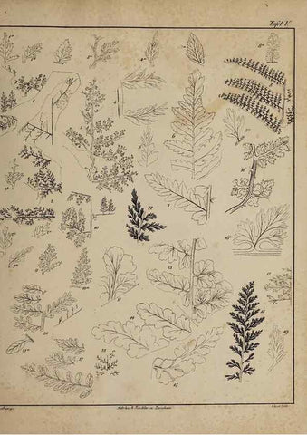 Reproducción/Reproduction 49743670462: Abdrücke und Versteinerungen des Zwickauer Schwarzkohlengebirges und seiner Umgebungen,. Zwickau,G. Richter'schen Buchhandlung,1835.. 