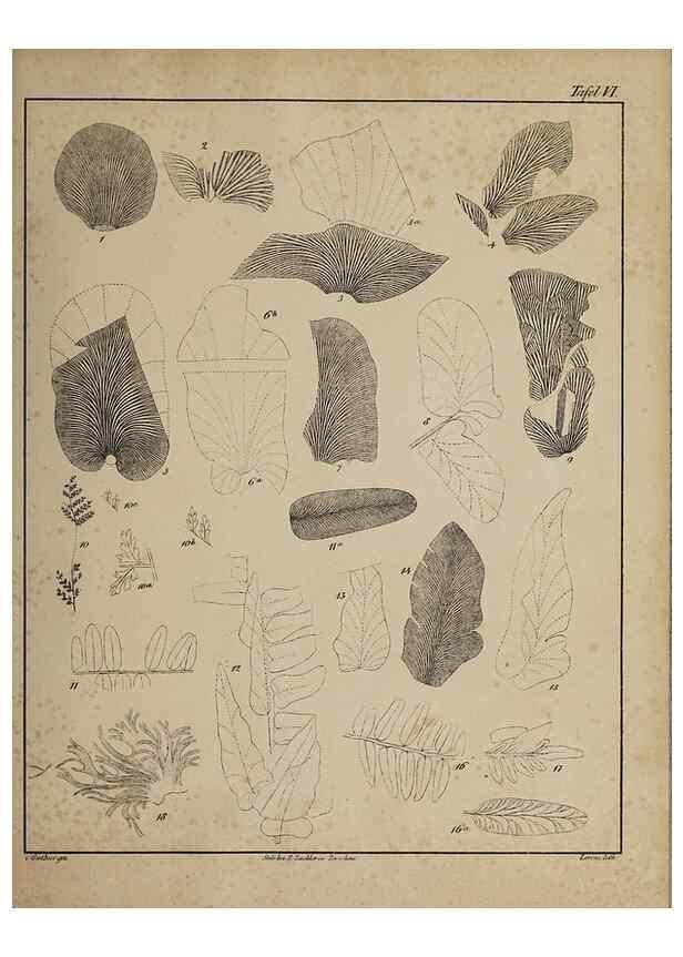Reproducción/Reproduction 49743670752: Abdrücke und Versteinerungen des Zwickauer Schwarzkohlengebirges und seiner Umgebungen,. Zwickau,G. Richter'schen Buchhandlung,1835.. 