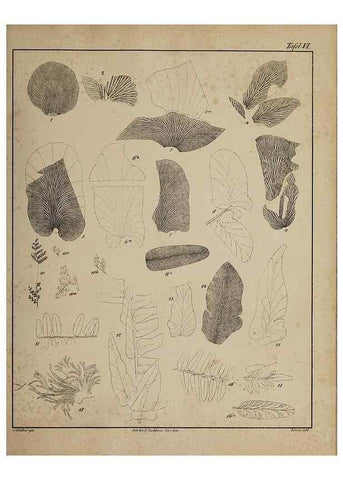 Reproducción/Reproduction 49743670752: Abdrücke und Versteinerungen des Zwickauer Schwarzkohlengebirges und seiner Umgebungen,. Zwickau,G. Richter'schen Buchhandlung,1835.. 