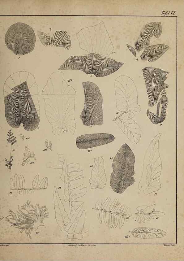 Reproducción/Reproduction 49743670752: Abdrücke und Versteinerungen des Zwickauer Schwarzkohlengebirges und seiner Umgebungen,. Zwickau,G. Richter'schen Buchhandlung,1835.. 