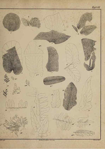 Reproducción/Reproduction 49743670752: Abdrücke und Versteinerungen des Zwickauer Schwarzkohlengebirges und seiner Umgebungen,. Zwickau,G. Richter'schen Buchhandlung,1835.. 