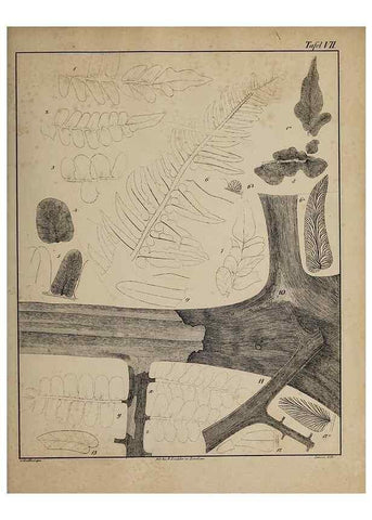 Reproducción/Reproduction 49743350546: Abdrücke und Versteinerungen des Zwickauer Schwarzkohlengebirges und seiner Umgebungen,. Zwickau,G. Richter'schen Buchhandlung,1835.. 