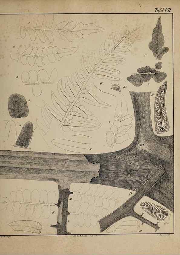 Reproducción/Reproduction 49743350546: Abdrücke und Versteinerungen des Zwickauer Schwarzkohlengebirges und seiner Umgebungen,. Zwickau,G. Richter'schen Buchhandlung,1835.. 