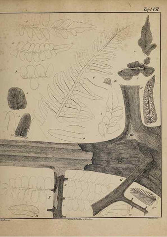 Reproducción/Reproduction 49743350546: Abdrücke und Versteinerungen des Zwickauer Schwarzkohlengebirges und seiner Umgebungen,. Zwickau,G. Richter'schen Buchhandlung,1835.. 