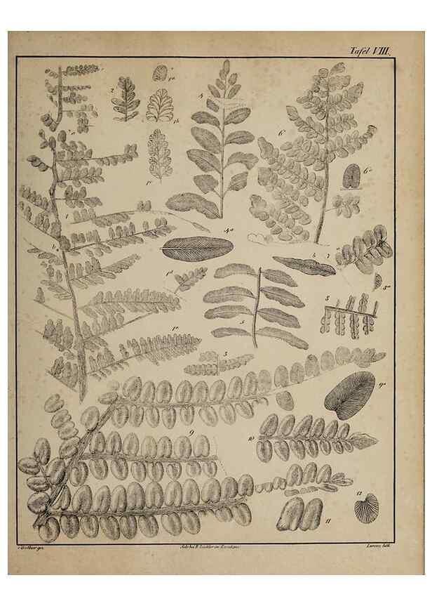 Reproducción/Reproduction 49743350871: Abdrücke und Versteinerungen des Zwickauer Schwarzkohlengebirges und seiner Umgebungen,. Zwickau,G. Richter'schen Buchhandlung,1835.. 