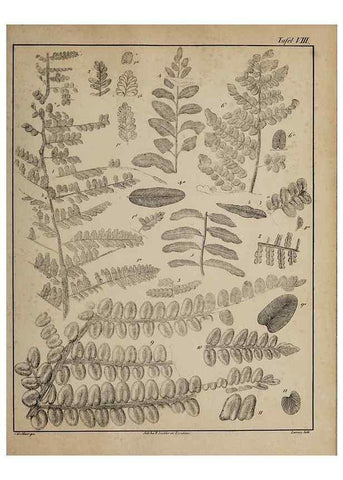Reproducción/Reproduction 49743350871: Abdrücke und Versteinerungen des Zwickauer Schwarzkohlengebirges und seiner Umgebungen,. Zwickau,G. Richter'schen Buchhandlung,1835.. 