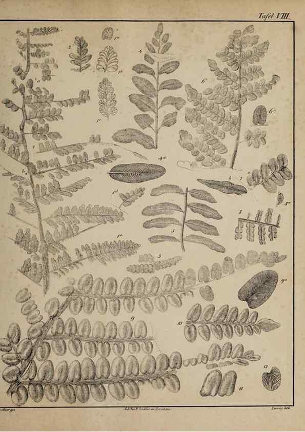 Reproducción/Reproduction 49743350871: Abdrücke und Versteinerungen des Zwickauer Schwarzkohlengebirges und seiner Umgebungen,. Zwickau,G. Richter'schen Buchhandlung,1835.. 
