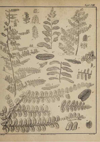 Reproducción/Reproduction 49743350871: Abdrücke und Versteinerungen des Zwickauer Schwarzkohlengebirges und seiner Umgebungen,. Zwickau,G. Richter'schen Buchhandlung,1835.. 