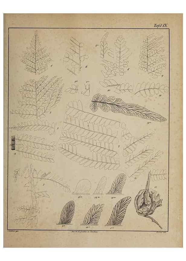 Reproducción/Reproduction 49743671677: Abdrücke und Versteinerungen des Zwickauer Schwarzkohlengebirges und seiner Umgebungen,. Zwickau,G. Richter'schen Buchhandlung,1835.. 