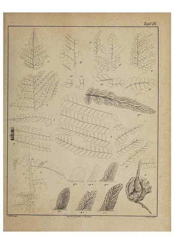 Reproducción/Reproduction 49743671677: Abdrücke und Versteinerungen des Zwickauer Schwarzkohlengebirges und seiner Umgebungen,. Zwickau,G. Richter'schen Buchhandlung,1835.. 