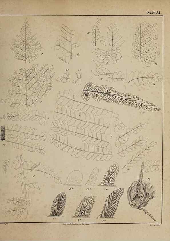 Reproducción/Reproduction 49743671677: Abdrücke und Versteinerungen des Zwickauer Schwarzkohlengebirges und seiner Umgebungen,. Zwickau,G. Richter'schen Buchhandlung,1835.. 