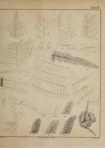 Reproducción/Reproduction 49743671677: Abdrücke und Versteinerungen des Zwickauer Schwarzkohlengebirges und seiner Umgebungen,. Zwickau,G. Richter'schen Buchhandlung,1835.. 