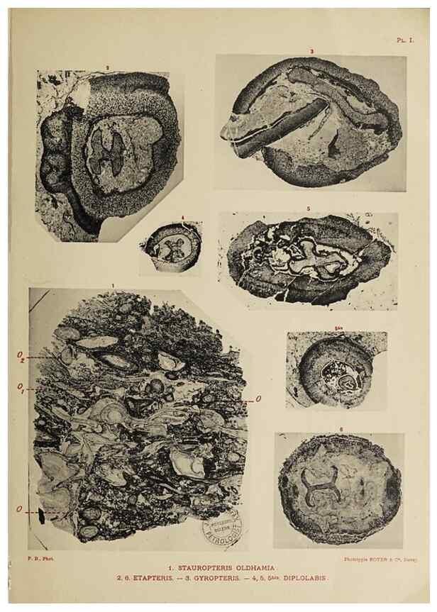 Reproducción/Reproduction 49743548781: Etudes sur la fronde des Zygoptéridées.. Lille,Impr. L. Danel,1909.. 
