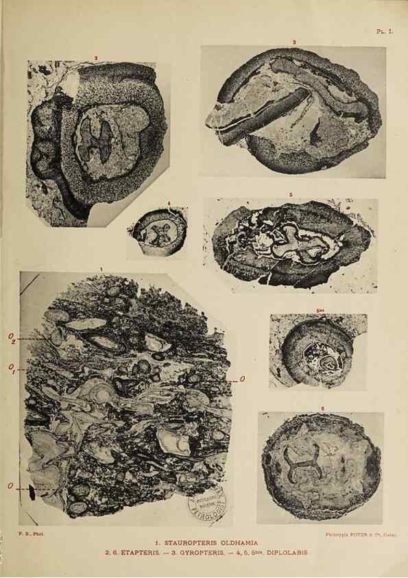 Reproducción/Reproduction 49743548781: Etudes sur la fronde des Zygoptéridées.. Lille,Impr. L. Danel,1909.. 