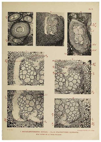 Reproducción/Reproduction 49743001518: Etudes sur la fronde des Zygoptéridées.. Lille,Impr. L. Danel,1909.. 