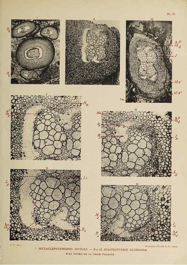 Reproducción/Reproduction 49743001518: Etudes sur la fronde des Zygoptéridées.. Lille,Impr. L. Danel,1909.. 