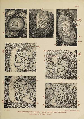 Reproducción/Reproduction 49743001518: Etudes sur la fronde des Zygoptéridées.. Lille,Impr. L. Danel,1909.. 