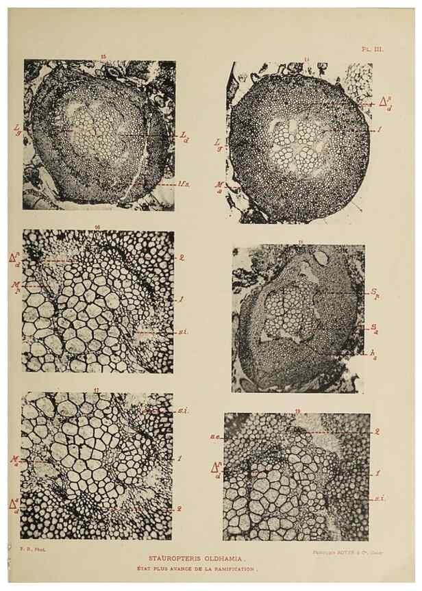 Reproducción/Reproduction 49743001963: Etudes sur la fronde des Zygoptéridées.. Lille,Impr. L. Danel,1909.. 