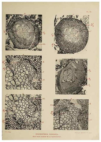 Reproducción/Reproduction 49743001963: Etudes sur la fronde des Zygoptéridées.. Lille,Impr. L. Danel,1909.. 