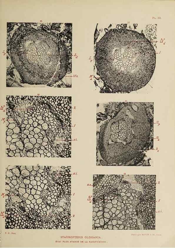 Reproducción/Reproduction 49743001963: Etudes sur la fronde des Zygoptéridées.. Lille,Impr. L. Danel,1909.. 