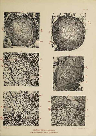 Reproducción/Reproduction 49743001963: Etudes sur la fronde des Zygoptéridées.. Lille,Impr. L. Danel,1909.. 