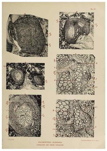 Reproducción/Reproduction 49743002443: Etudes sur la fronde des Zygoptéridées.. Lille,Impr. L. Danel,1909.. 