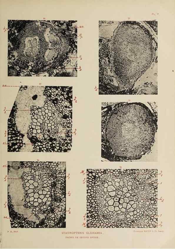 Reproducción/Reproduction 49743872352: Etudes sur la fronde des Zygoptéridées.. Lille,Impr. L. Danel,1909.. 