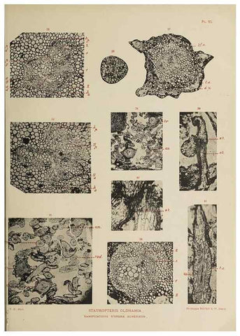 Reproducción/Reproduction 49743002973: Etudes sur la fronde des Zygoptéridées.. Lille,Impr. L. Danel,1909.. 