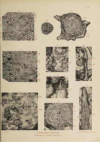Reproducción/Reproduction 49743002973: Etudes sur la fronde des Zygoptéridées.. Lille,Impr. L. Danel,1909.. 