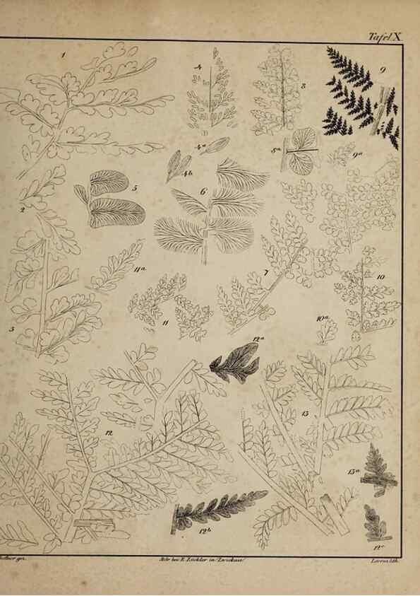 Reproducción/Reproduction 49743351426: Abdrücke und Versteinerungen des Zwickauer Schwarzkohlengebirges und seiner Umgebungen,. Zwickau,G. Richter'schen Buchhandlung,1835.. 